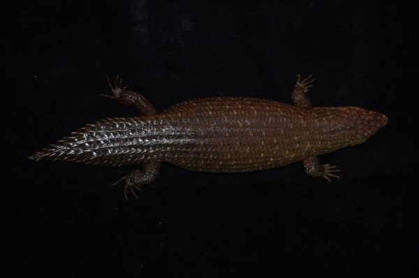 画像2: ストケスイワトカゲ　♀　完売しました (2)