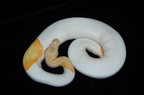 画像3: アルビノパイボール　♂ (3)