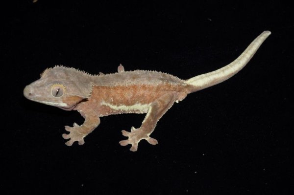 画像3: リリーホワイト　レッドファントム　♂ (3)