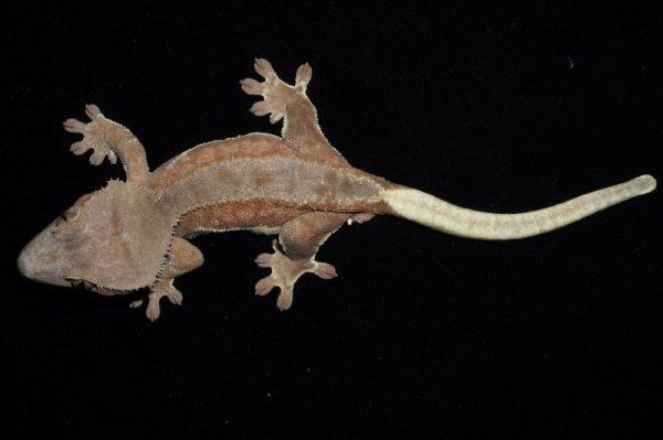 画像5: リリーホワイト　レッドファントム　♂ (5)