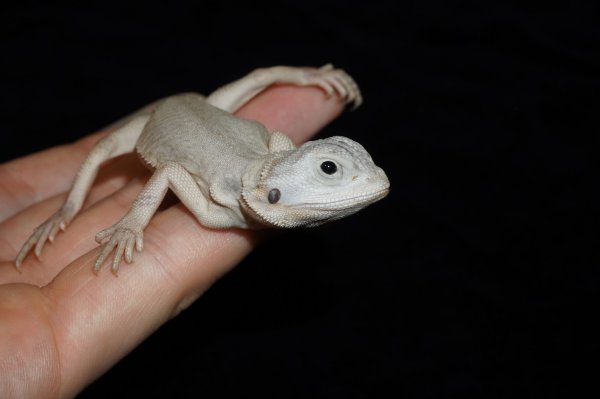 画像4: フトアゴヒゲトカゲ ハイポレザートランスゼロ (4)