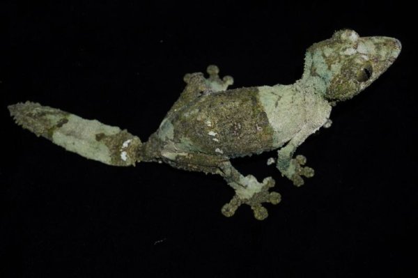 画像2: ヤマビタイヘラオヤモリ　A個体　♀ (2)