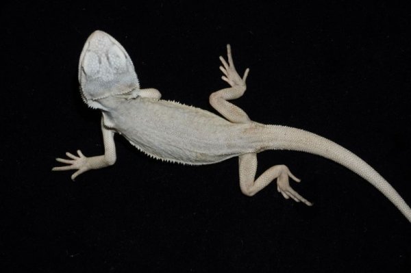 画像2: フトアゴヒゲトカゲ ハイポレザートランスゼロ (2)