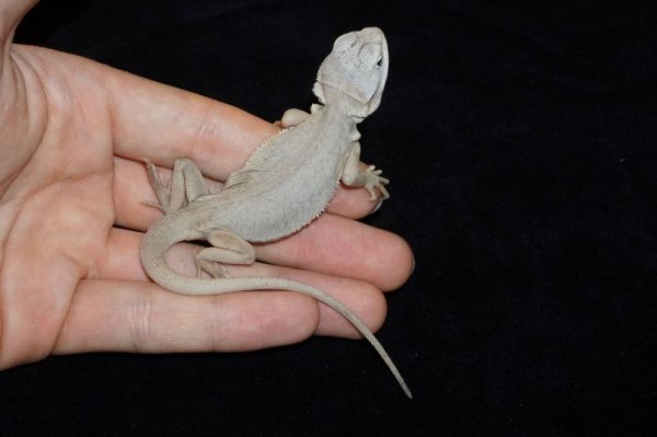 画像3: フトアゴヒゲトカゲ ハイポレザートランスゼロ (3)