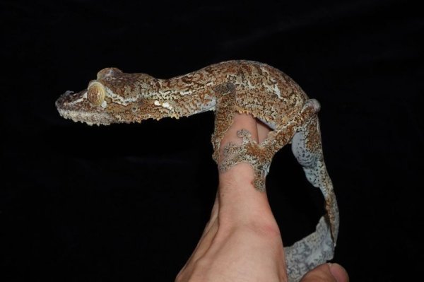 画像3: フリンジヘラオヤモリ　ペア (3)