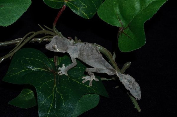 画像4: エダハヘラオヤモリ (4)