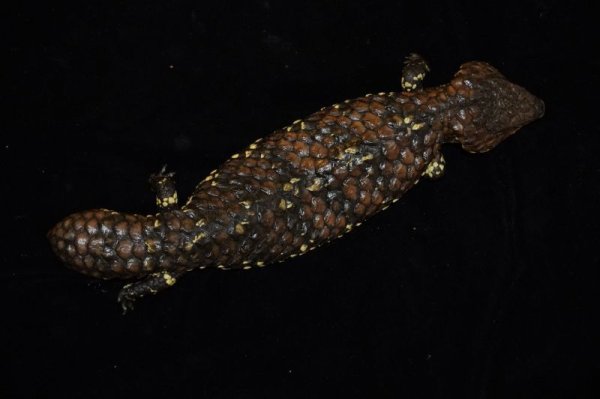 画像3: ヒガシマツカサトカゲ　B個体　完売しました (3)