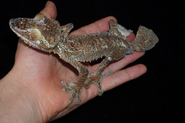 画像4: フリンジヘラオヤモリ　ペア (4)