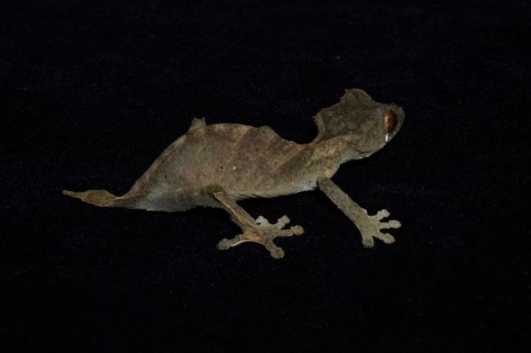 画像3: エベノーヘラオヤモリ (3)