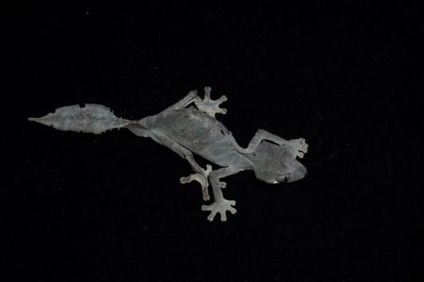 画像2: エダハヘラオヤモリ (2)