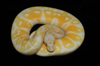 メル蛇 パラダイストビヘビ - Wikipedia