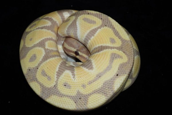 画像3: バナナdhetTSKアザンクラウン　♂ (3)