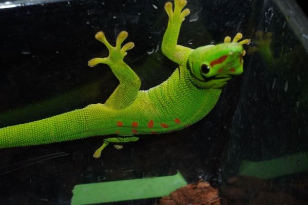 画像2: グランディスヒルヤモリ (2)