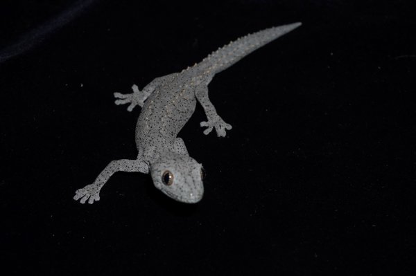 画像4: ウィリアムスイシヤモリ　ペア (4)