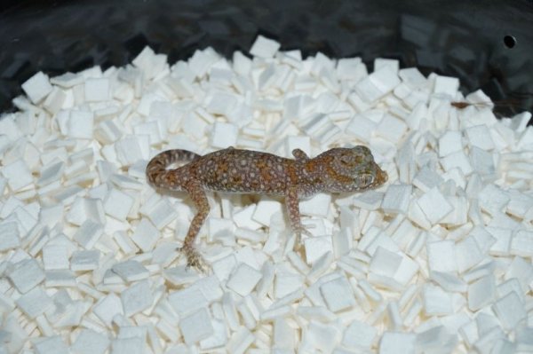 画像2: エレガンスボウユビヤモリ　ペア (2)