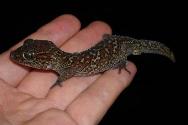 画像3: ソメワケササクレヤモリ　ペア (3)