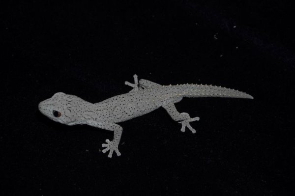 画像2: ウィリアムスイシヤモリ　ペア (2)