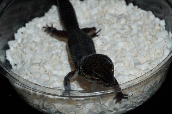 画像3: ブラックナイト　♀ (3)