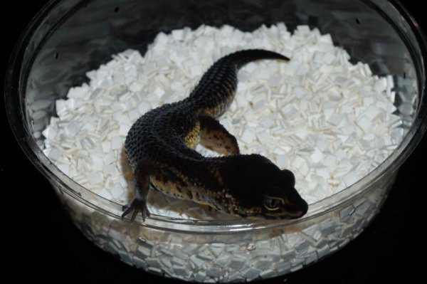 画像4: ブラックナイト　♀ (4)