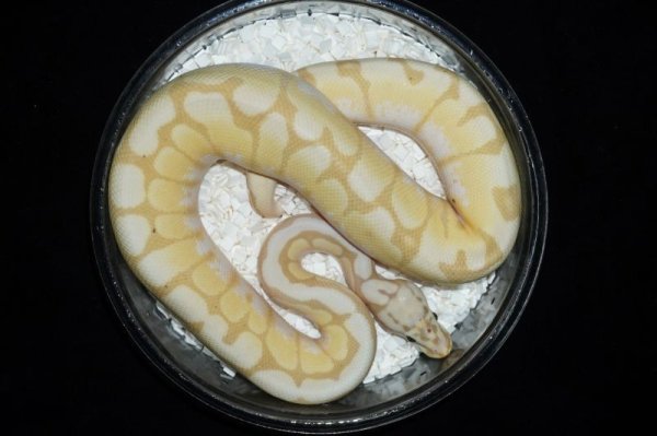 画像3: バナナバンブルビー　♂ (3)