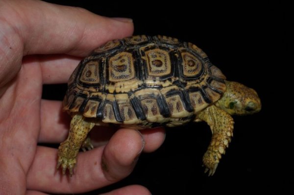 画像2: ナミビアヒョウモンリクガメ　C個体　完売しました (2)