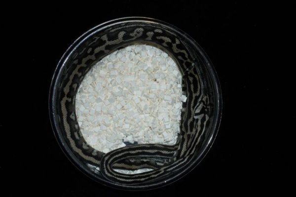 画像2: アザンティックhetグラナイト　♂ (2)