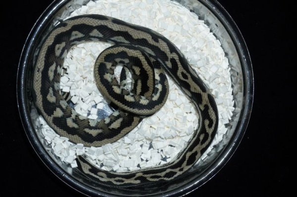 画像2: アザンティックhetグラナイト　♀ (2)