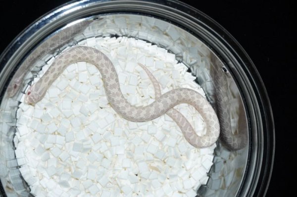 画像3: スノー　♂ (3)