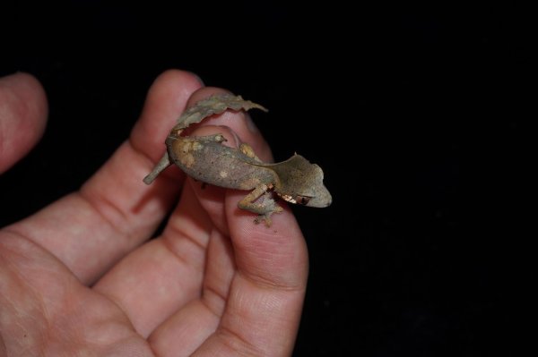 画像4: エダハヘラオヤモリ　♂　F個体　CB (4)