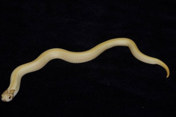 画像3: キャンディー　♀ (3)