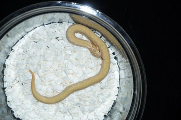 画像5: キャンディー　♀ (5)