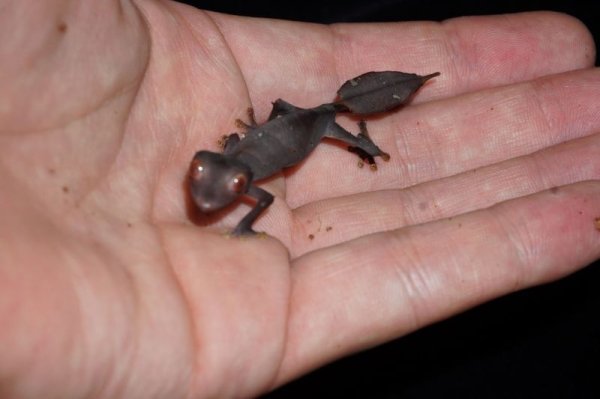 画像2: エダハヘラオヤモリ　A個体　♀　CB (2)