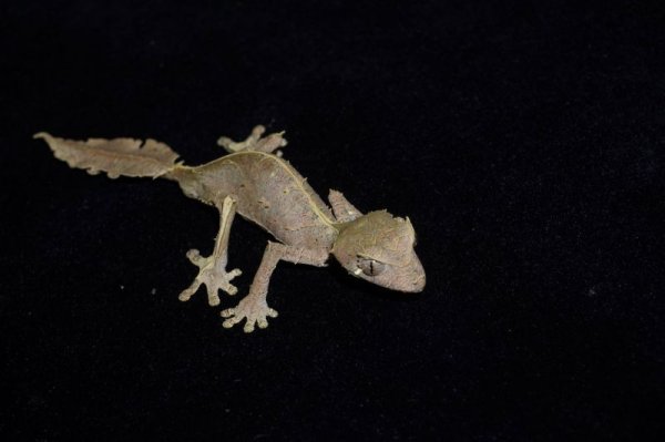 画像3: エダハヘラオヤモリ　♂　D個体　CB (3)