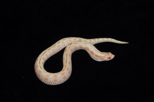 画像2: アークティックアルビノコンダ　♂ (2)