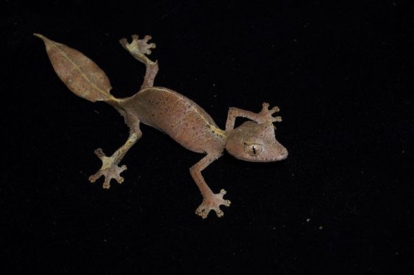 画像3: エダハヘラオヤモリ　♀　E個体　CB (3)