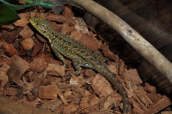 画像4: ぺルビアンエメラルドマウンテンリザード　Stenocercus chlorostictus  完売しました (4)