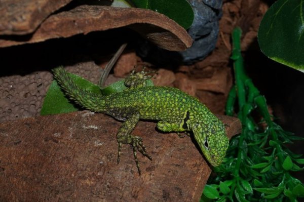 画像2: ぺルビアンエメラルドマウンテンリザード　Stenocercus chlorostictus  完売しました (2)