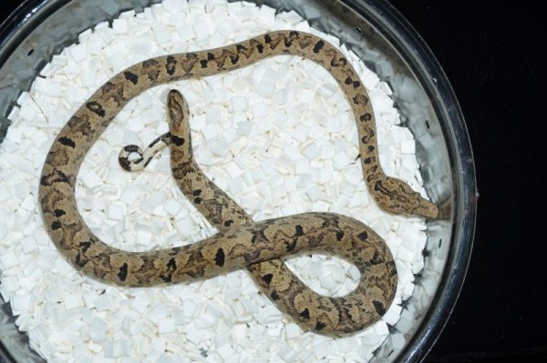 画像3: パシフィックツリーボア　A個体 (3)