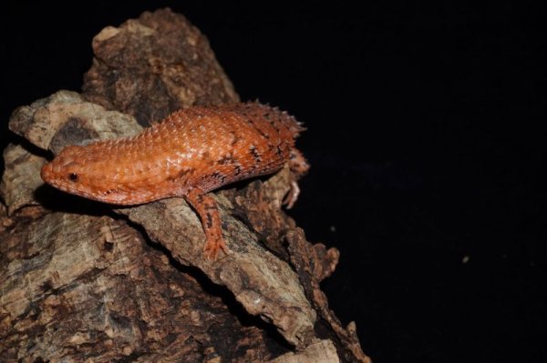 画像3: ニシピルバラヒメイワトカゲ　A個体 (3)