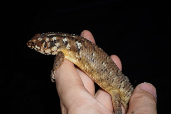 画像6: ホズマーイワトカゲ　ペア (6)