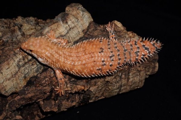 画像3: ヒガシピルバラヒメイワトカゲ (3)