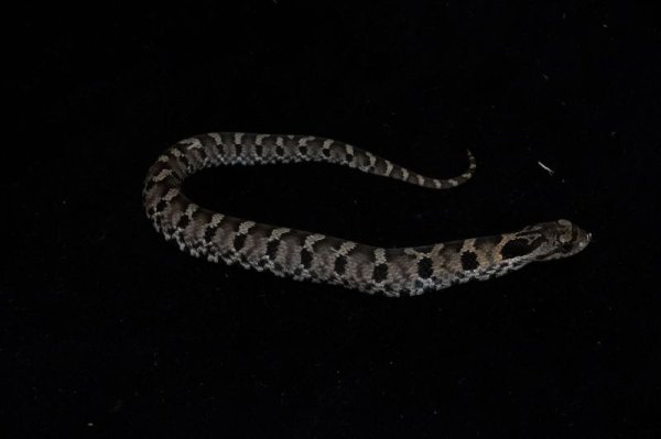 画像2: トウブシシバナヘビ　♂ (2)