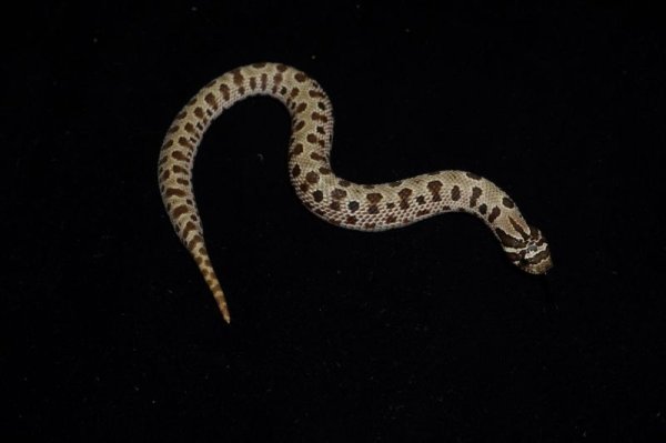 画像1: セイブシシバナヘビ　コンダ　♀ (1)