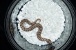 画像2: セイブシシバナヘビ　ノーマル　♂ (2)