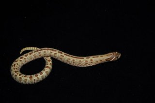 ガラガラヘビ様 90-1.jpg