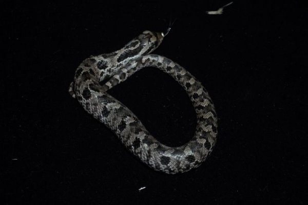 画像2: トウブシシバナヘビ　♀ (2)