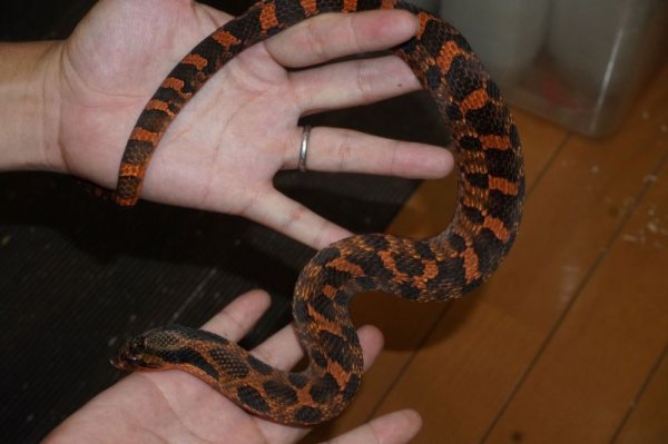 画像2: トウブシシバナヘビ　レッド　アダルト　♂ (2)