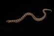 画像1: セイブシシバナヘビ　ノーマル　♀ (1)