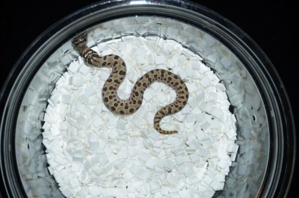 画像3: セイブシシバナヘビ　コンダ　♀ (3)