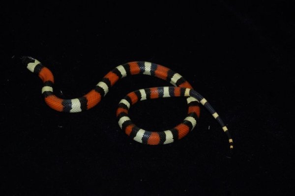 画像2: ミルクスネーク　♂ (2)